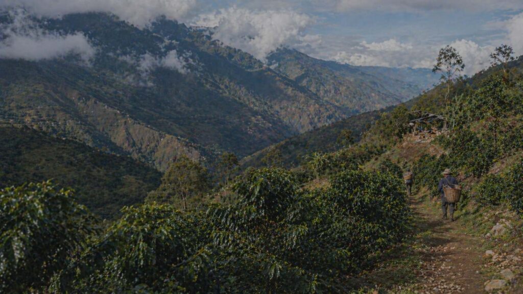 Andes and South America coffee origin with mountain coffee plants, farm path and workers in a high-altitude valley