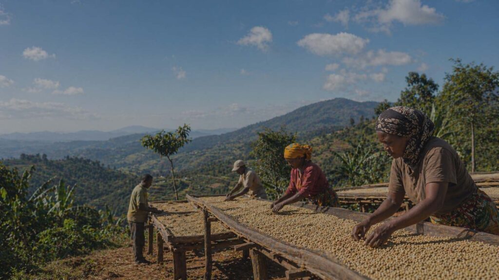 East Africa coffee origin with workers drying coffee beans on raised beds in a highland mountain landscape