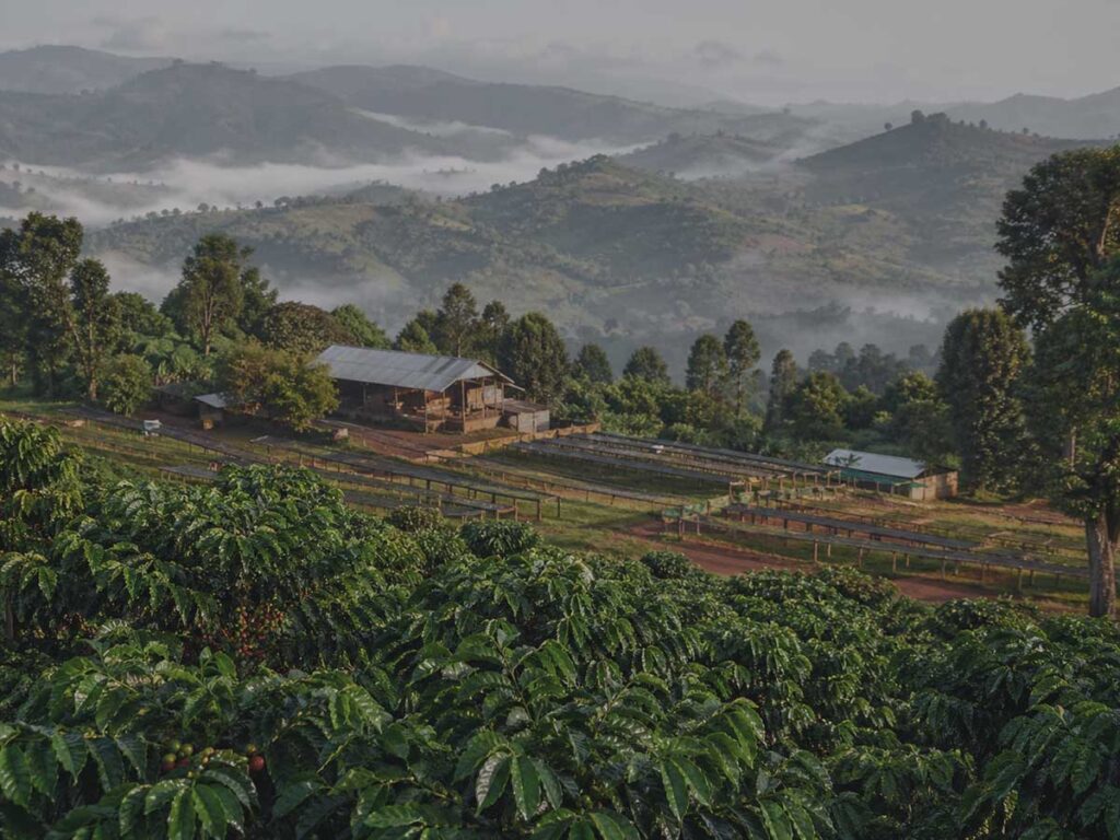 Highland coffee landscape and washing station context in Yirgacheffe Chelbesa, Ethiopia, recorded as a Wayfarer Cafe origin file