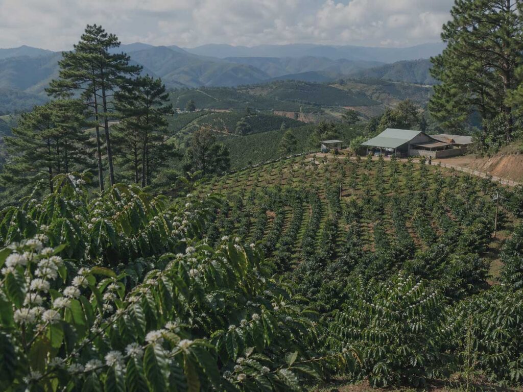 Highland Arabica coffee farm landscape in Cau Dat, Lam Dong, Vietnam, recorded as an Asia-Pacific origin file for Wayfarer Cafe