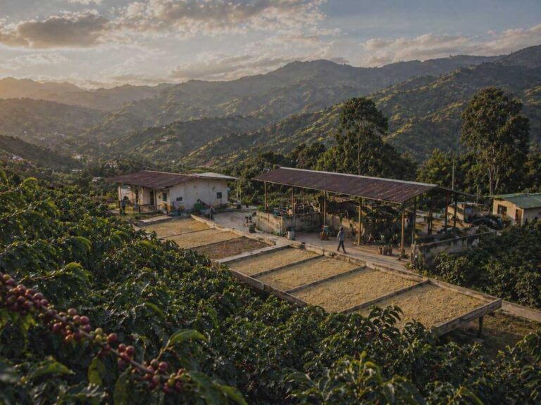 Misty mountain coffee farm in Caranavi, La Paz, Bolivia, showing smallholder Andes coffee origin landscape