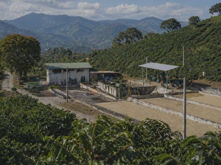Coffee farm and processing area in Apaneca, El Salvador, showing finca landscape, drying beds and estate coffee origin context