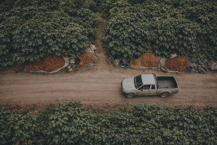 Pickup truck moving through coffee fields at origin during sourcing work
