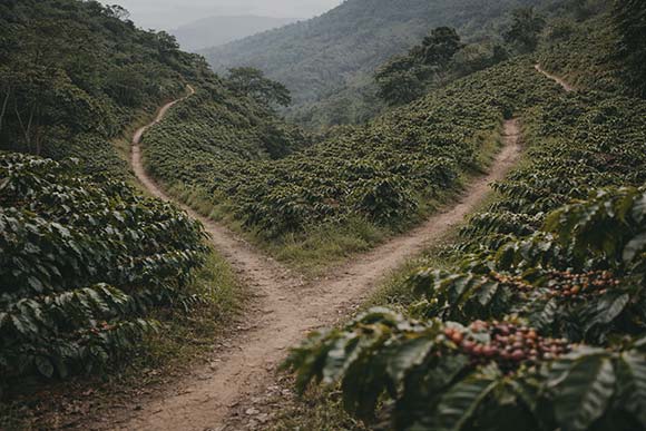 Forked path running through a coffee farm landscape
