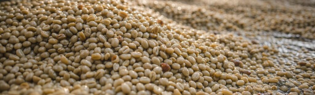 Green coffee beans on a drying surface, showing coffee selection in practice