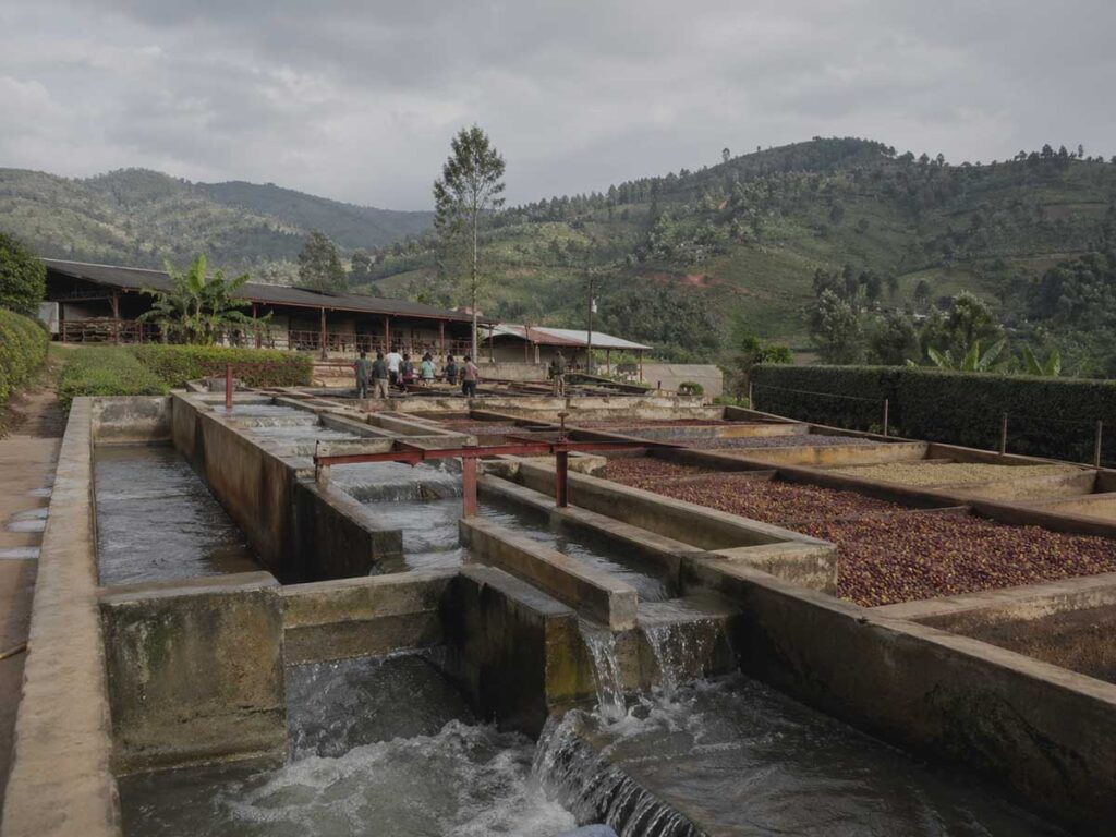Wet mill and coffee processing channels in Nyeri, Kenya, with mountain landscape and cooperative coffee production context