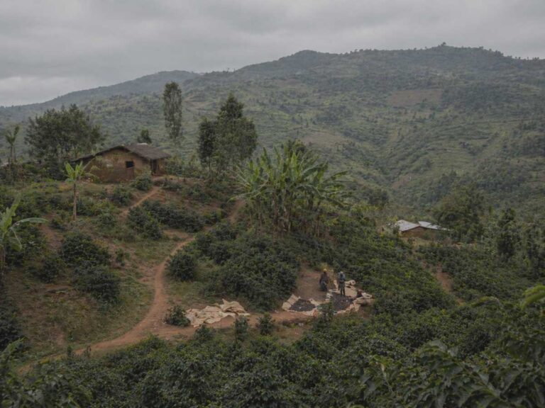 Hillside smallholder coffee farms in Rungwe, Tanzania, with rural processing activity and mountain origin landscape